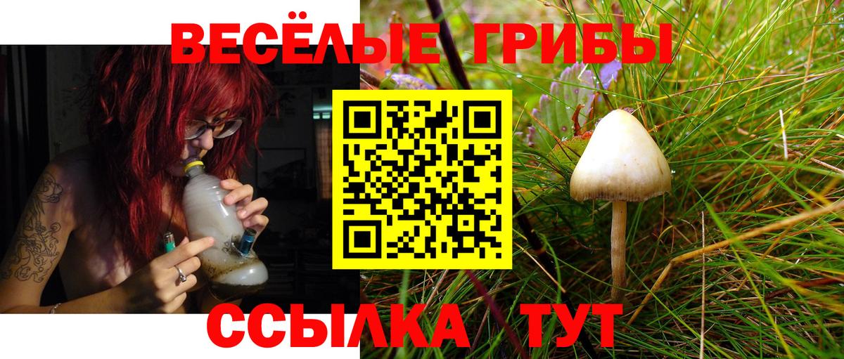 хочу наркоту  Вход с VPN  Сосновоборск  Галлюциногенные грибы Psilocybe 